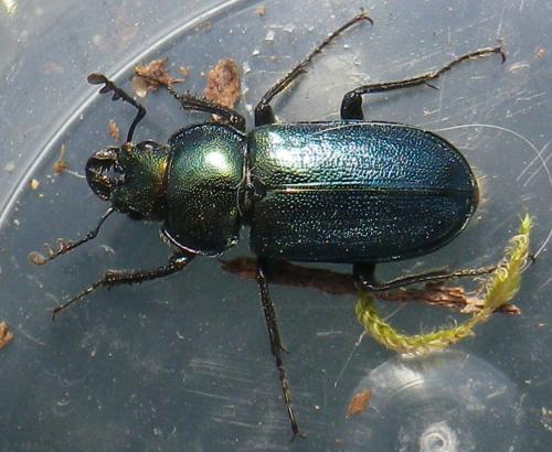 Platycerus sp.